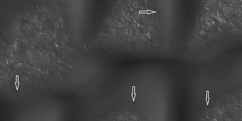 Boulders and tracks, as seen by HiRISE underHiWish program The arrows show a boulders that have produced a track by rolling down dune.