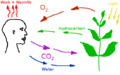 Carbon cycle simplified.png